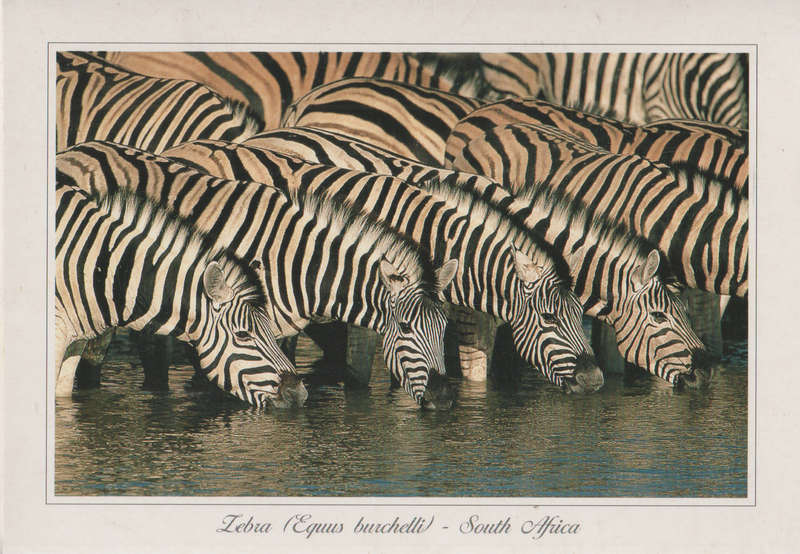 MINT POST CARD SA
