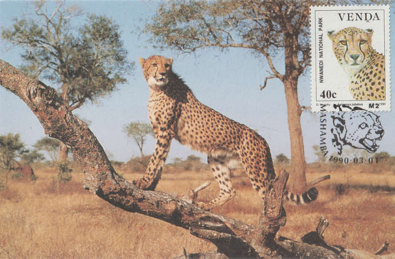MINT VENDA POST CARD/MAXI CARD