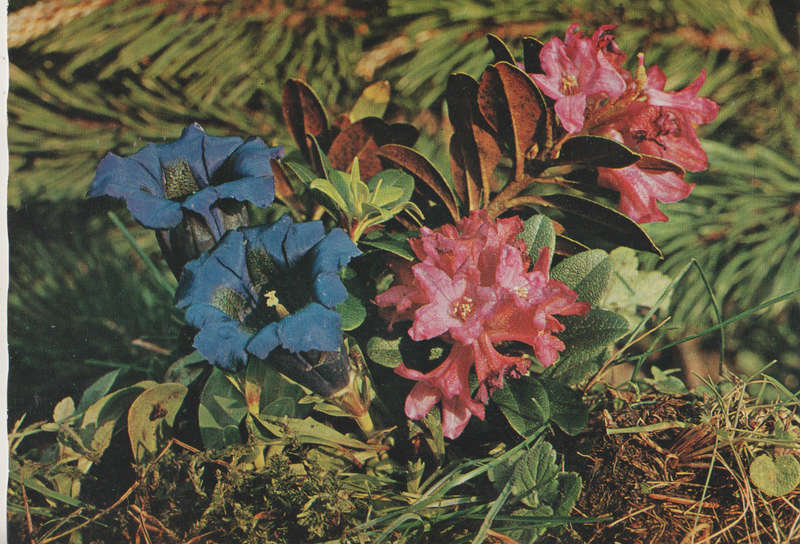 MINT POST CARD