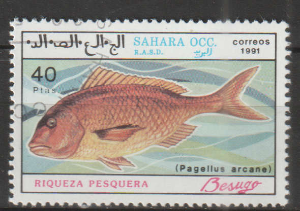 THEMATIC MARINE LIFE/FISH SAHARA CTO