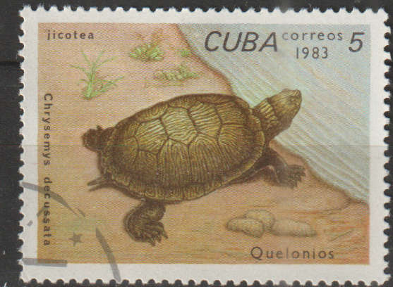 THEMATIC MARINE LIFE/FISH CUBA ULH