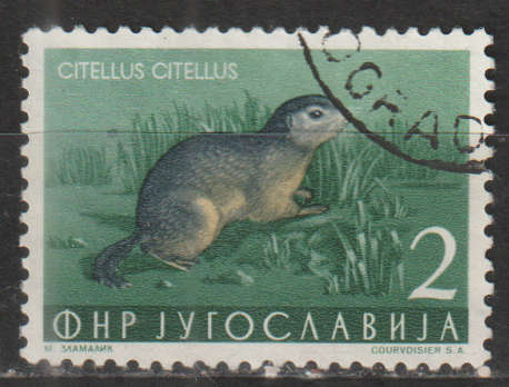 YUGOSLAVIA  1954 Local Fauna ULH  SG 765
