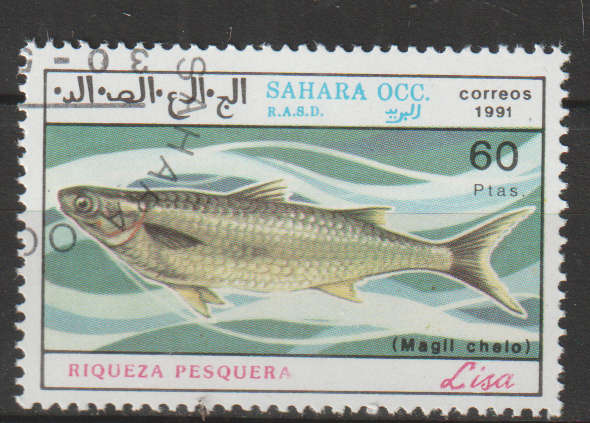 THEMATIC MARINE LIFE/FISH SAHARA CTO