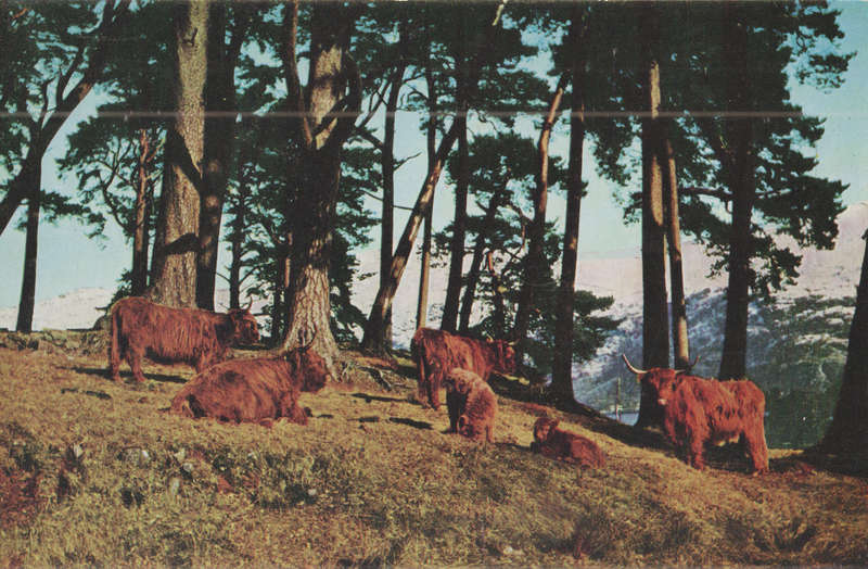 MINT POST CARD