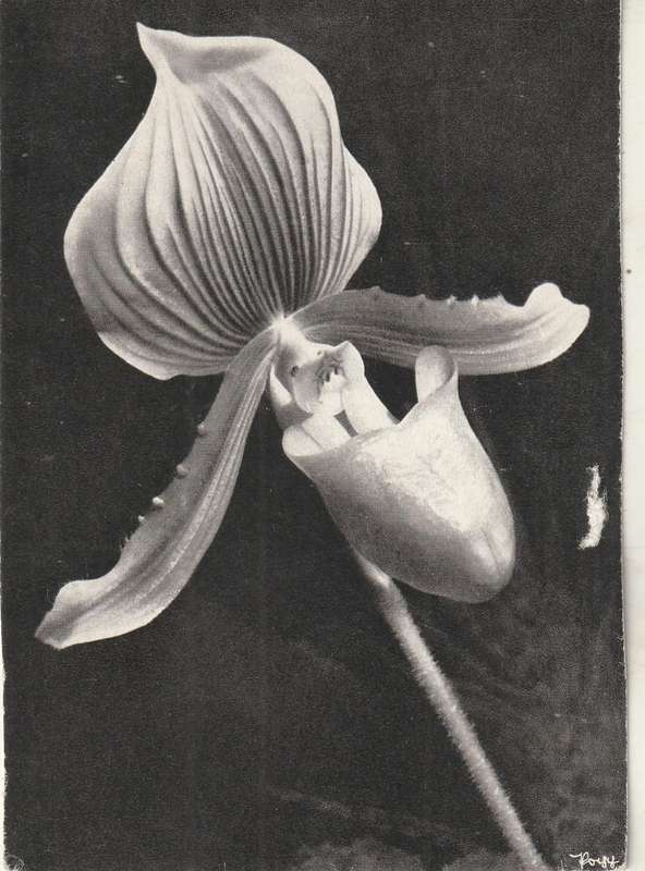 MINT POST CARD
