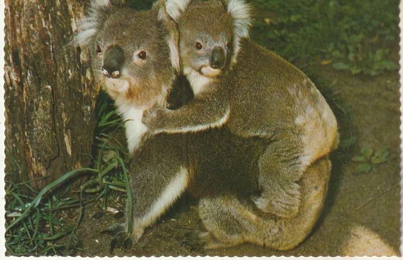 MINT POST CARD