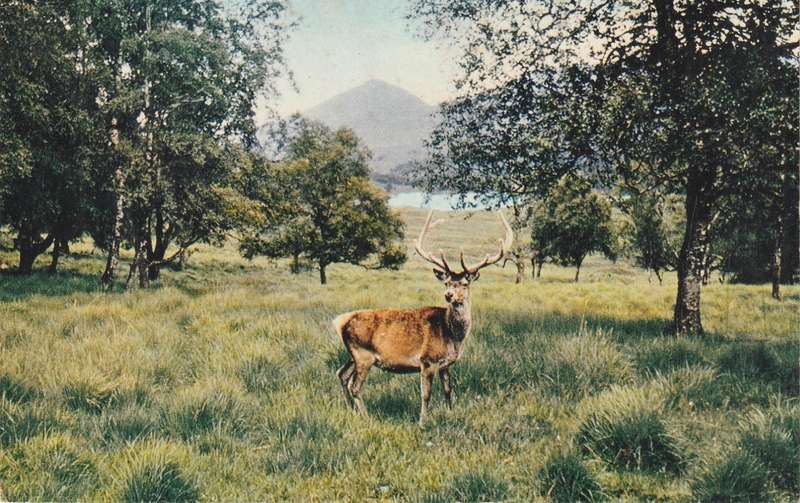 MINT POST CARD