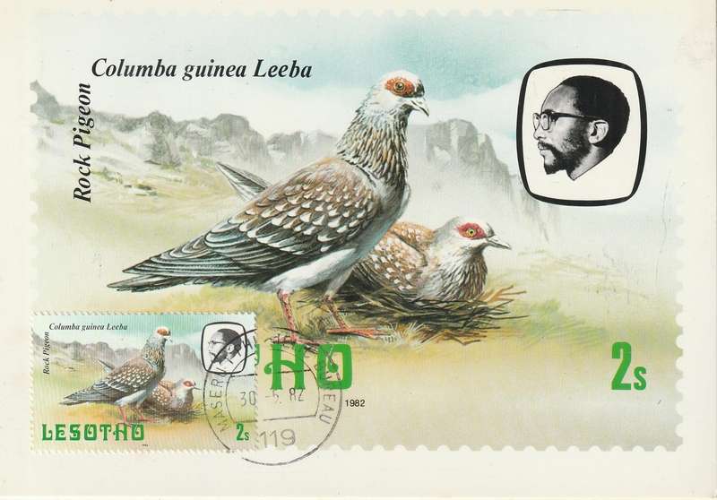 VINTAGE UN USED POST CARD LESOTHO BIRDS