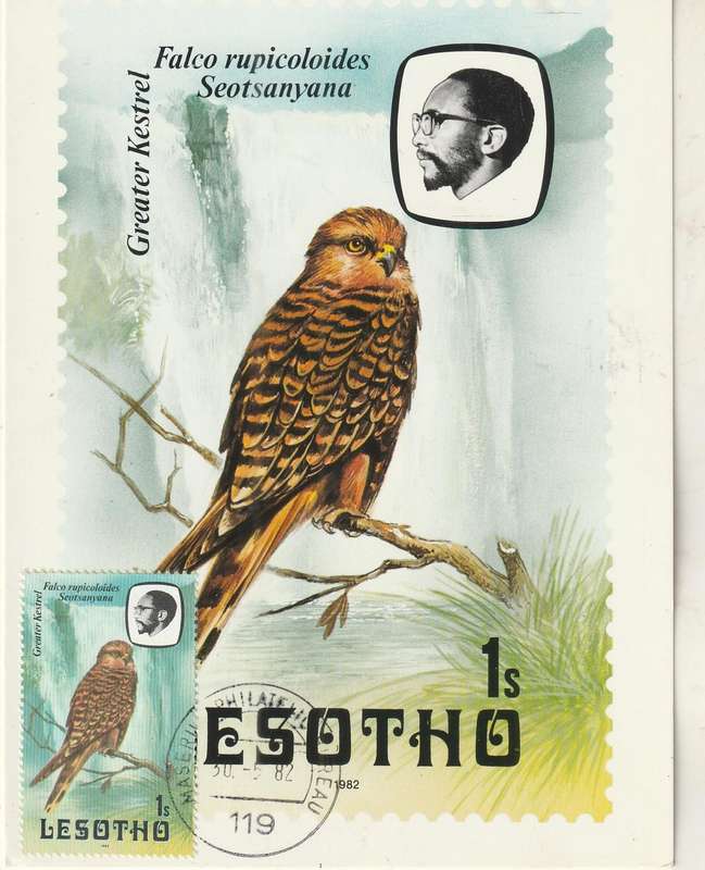 VINTAGE UN USED POST CARD LESOTHO BIRDS