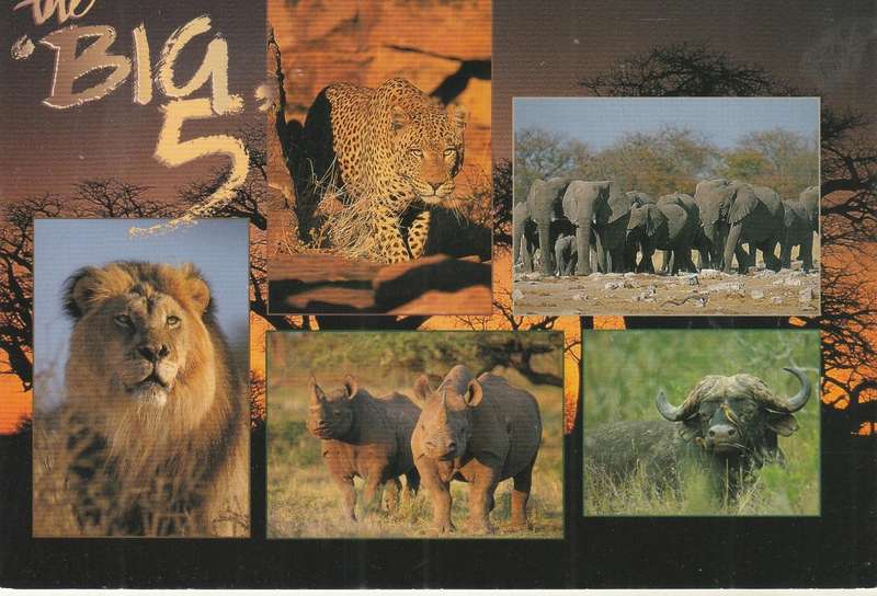 VINTAGE UN POSTED POST CARD BIG FIVE SOUTH AFRICA