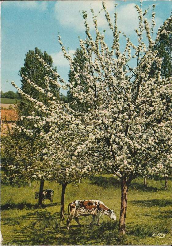 UN USED POST CARD TREE