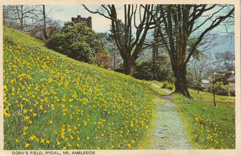 VINTAGE UN USED POST CARD DORAS FIELD