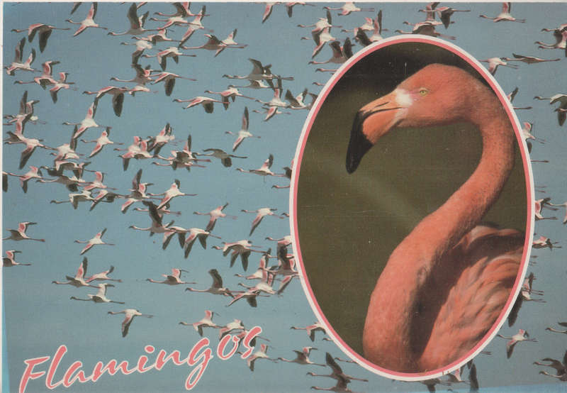 MINT POST CARD SA