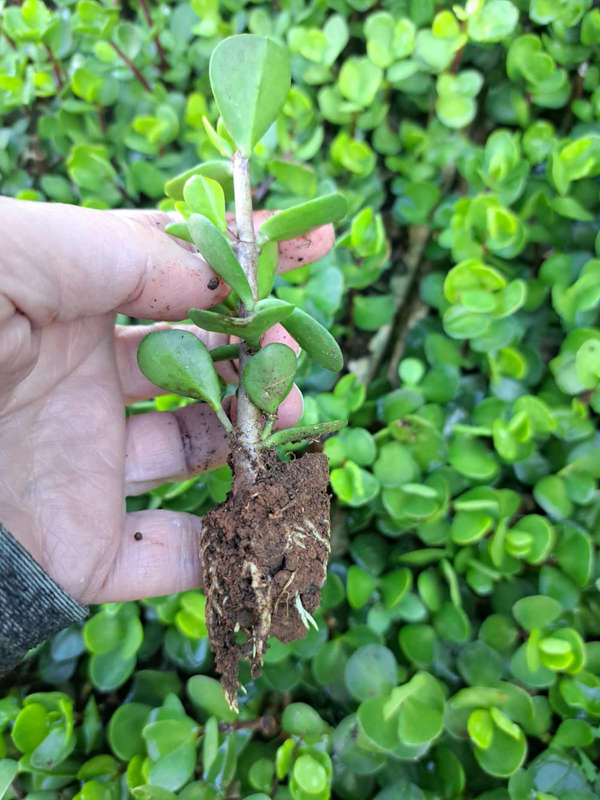 Spekboom cuttings