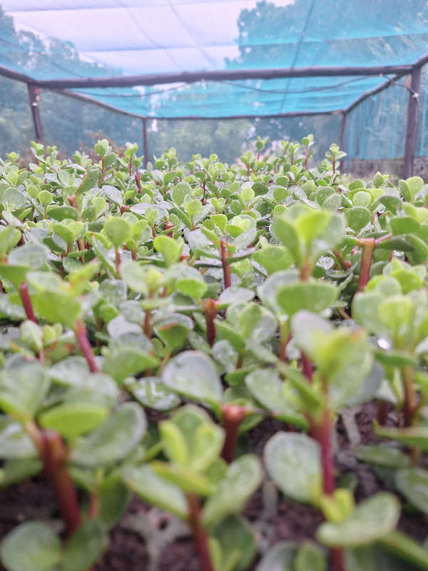 Spekboom cuttings