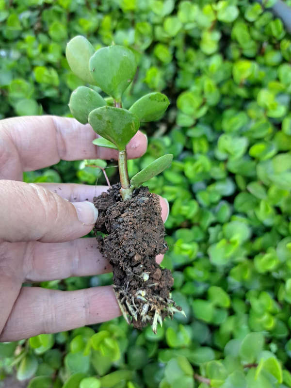 Spekboom cuttings