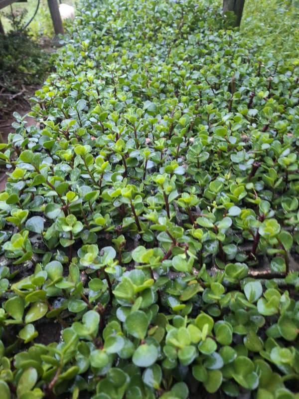 Spekboom cuttings