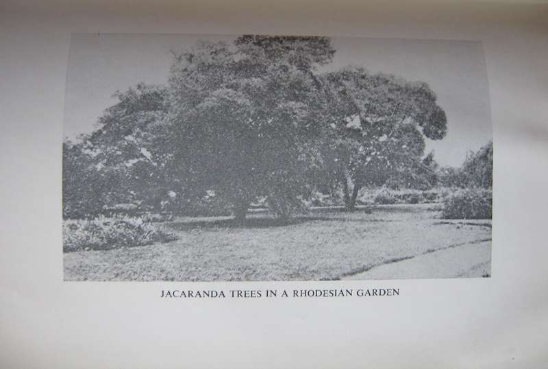 Sally In Rhodesia Sheila Macdonald