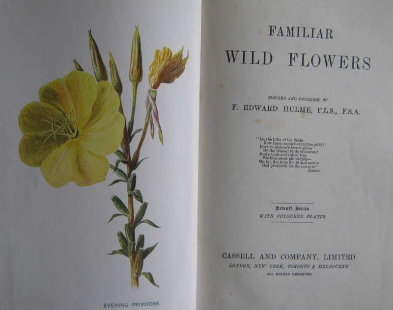 Familiar Wild Flowers  4 Volumes F Edward Hulme