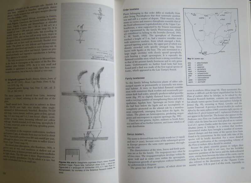 The Ferns and Fern Allies of Southern Africa W B G Jacobsen      P