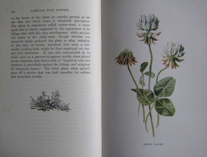 Familiar Wild Flowers  4 Volumes F Edward Hulme