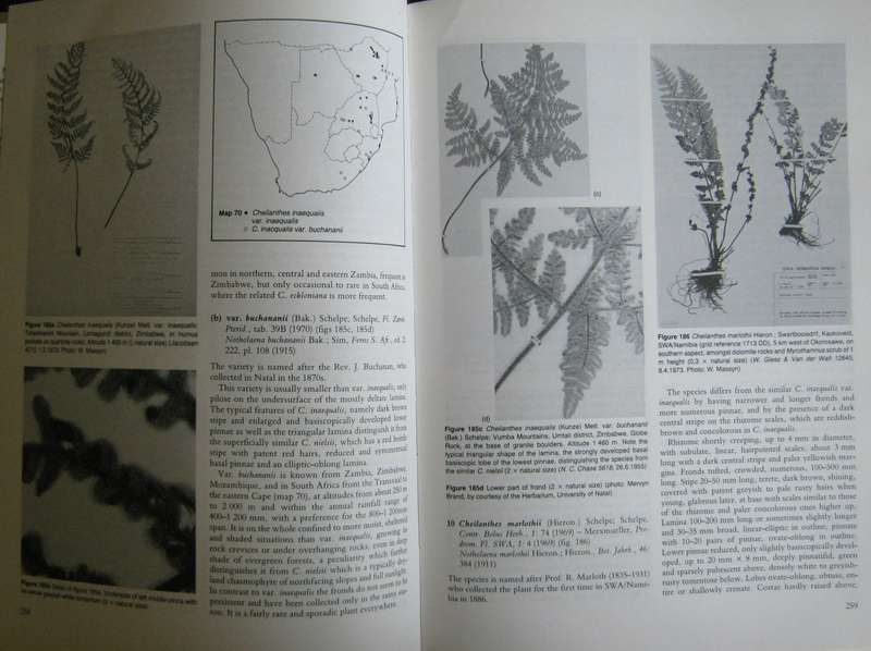 The Ferns and Fern Allies of Southern Africa W B G Jacobsen      P