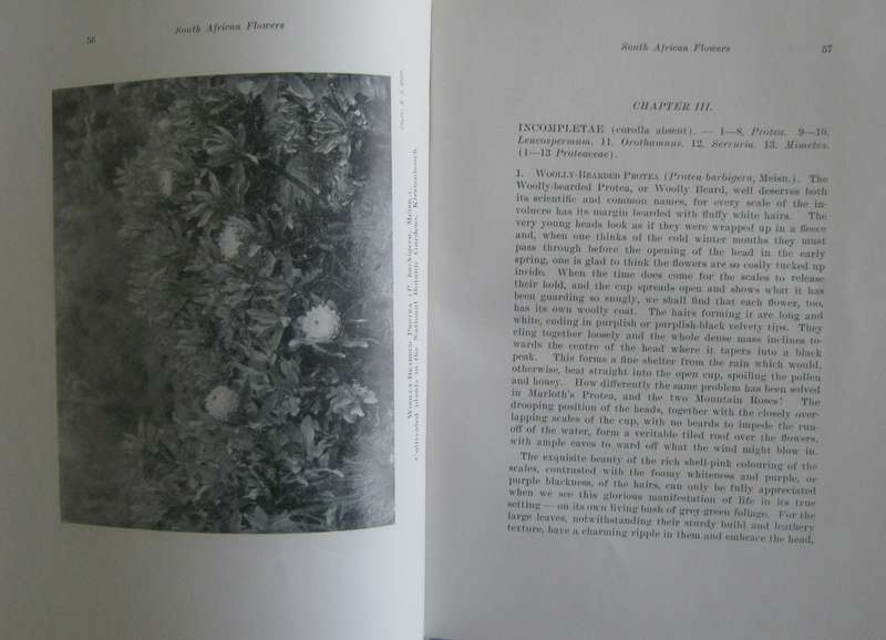 A First Book of South African Flowers