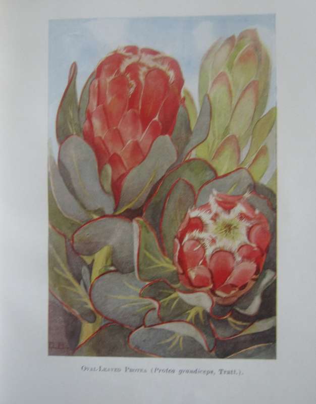 A First Book of South African Flowers