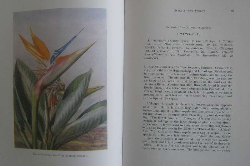 A First Book of South African Flowers
