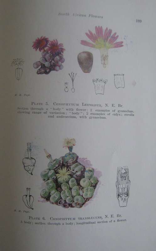 A First Book of South African Flowers