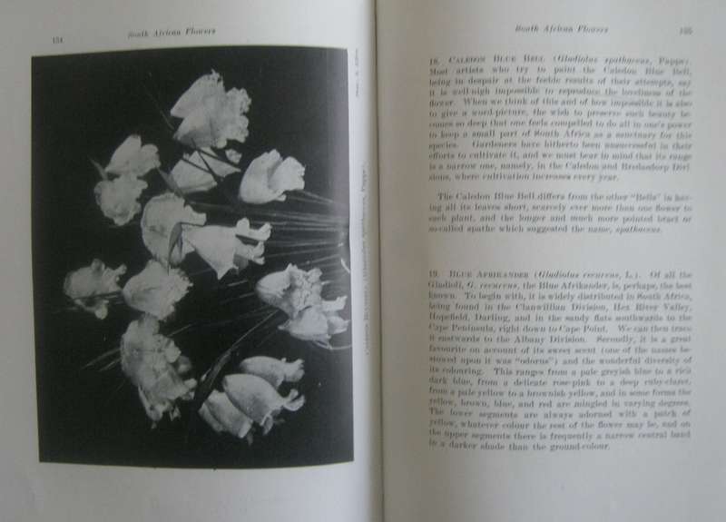 A First Book of South African Flowers