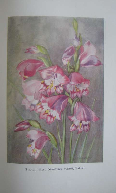 A First Book of South African Flowers