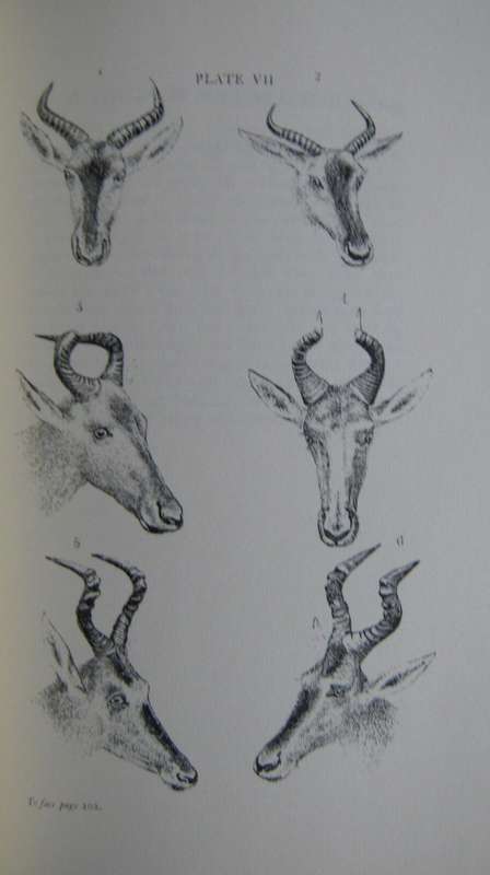 A Hunters Wanderings in Africa.