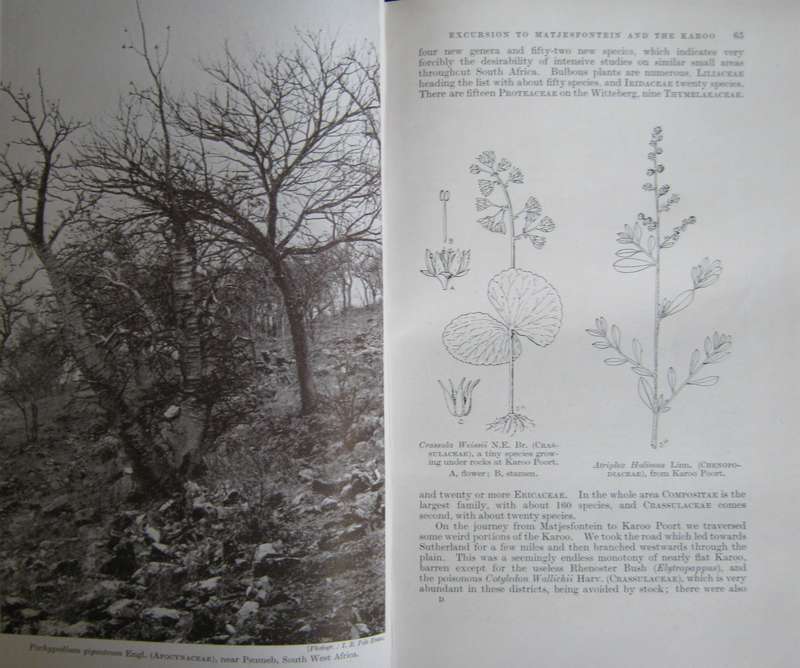 A Botanist in Southern Africa John Hutchinson