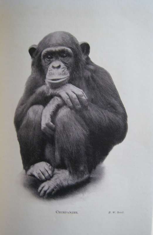 A Game Ranger on Safari A. Blayney Percival