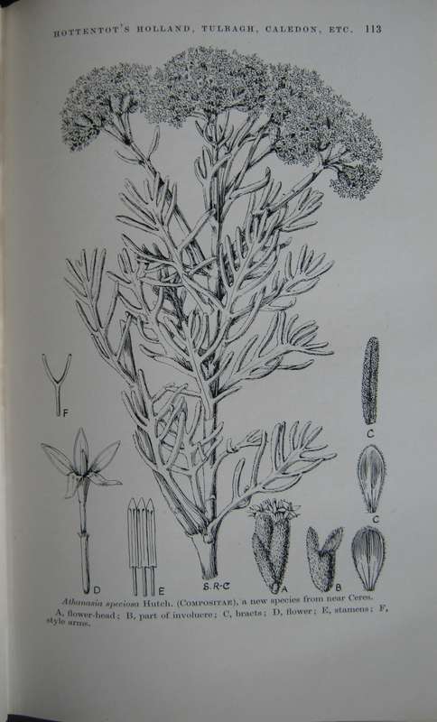A Botanist in Southern Africa John Hutchinson