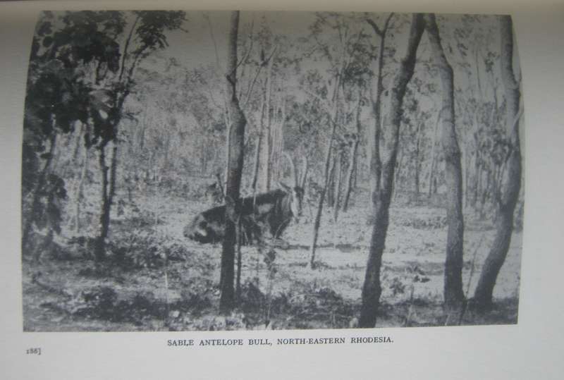 Memories of an African Hunter Denis D Lyell