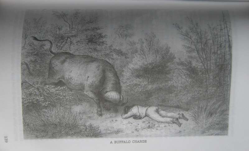 Travels in Southern Africa 2 Volume Set Adulphe Delegorgue