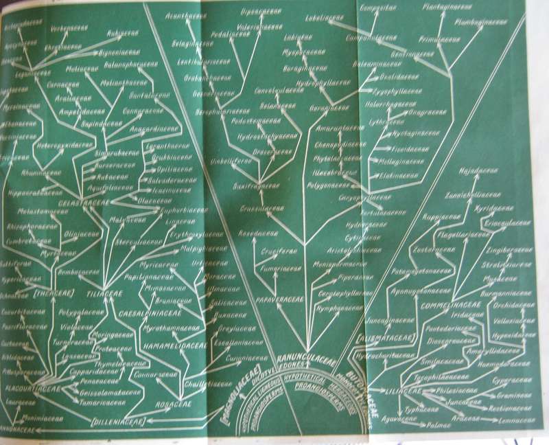 A Botanist in Southern Africa John Hutchinson
