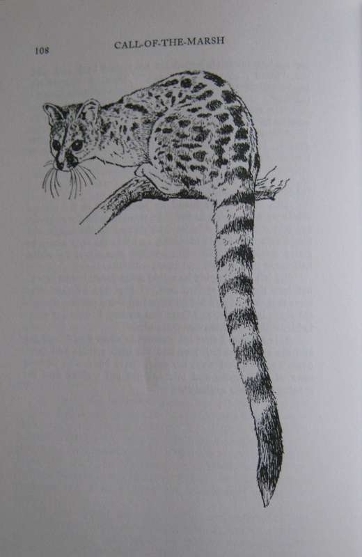 Call of the Marsh. Life with a Basenji Jill Wylie. Illustrated by Sue Ross