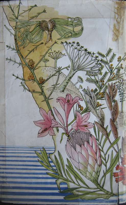 A Botanist in Southern Africa John Hutchinson