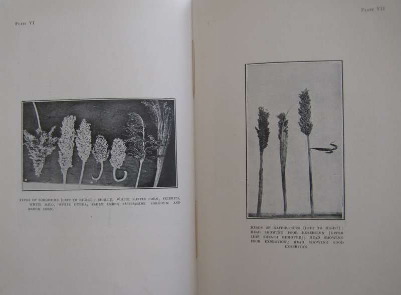 Field Crops in South Africa South African Agricultural Series No 1  Author: H D Leppan & G J Bosman