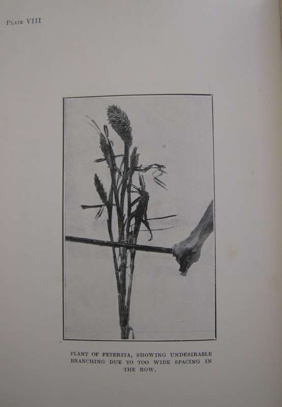 Field Crops in South Africa South African Agricultural Series No 1  Author: H D Leppan & G J Bosman
