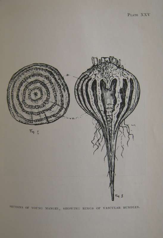 Field Crops in South Africa South African Agricultural Series No 1  Author: H D Leppan & G J Bosman