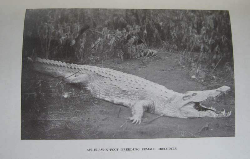 A Game Warden Amongst His Charges C R S Pitman