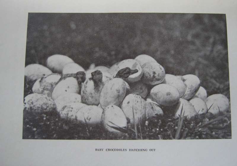 A Game Warden Amongst His Charges C R S Pitman