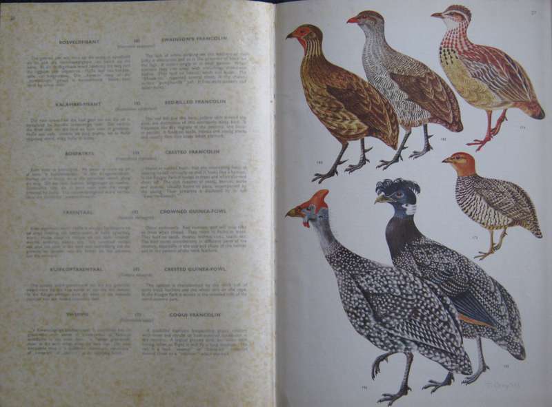Birds of the Kruger and Other National Parks Stevenson-Hamilton Edition