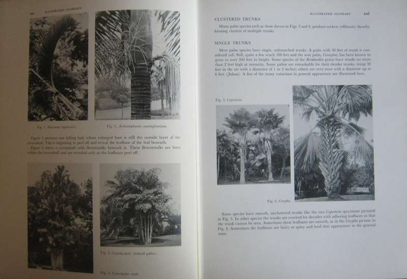 Palms of the World & Supplement to Palms of the World