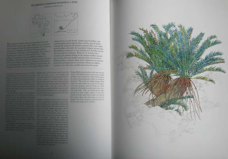 Cycads of Africa  Douglas Goode - Signed copy with slipcase