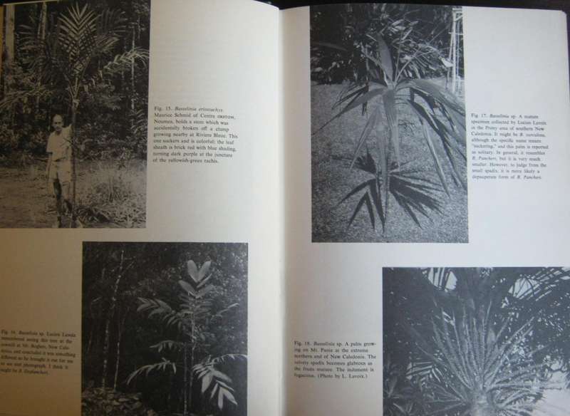 Palms of the World & Supplement to Palms of the World